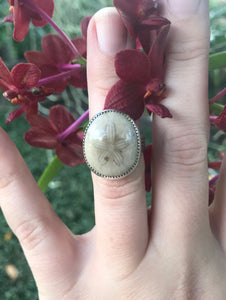 Size 7.25 | Fossilized Sand dollar (C)
