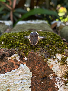 Size 5.25 | Little Trilobite