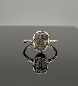 Size 5.25 | Little Trilobite