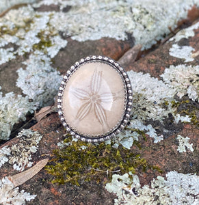 Size 6.5 | Fossilized Sand Dollar (B)